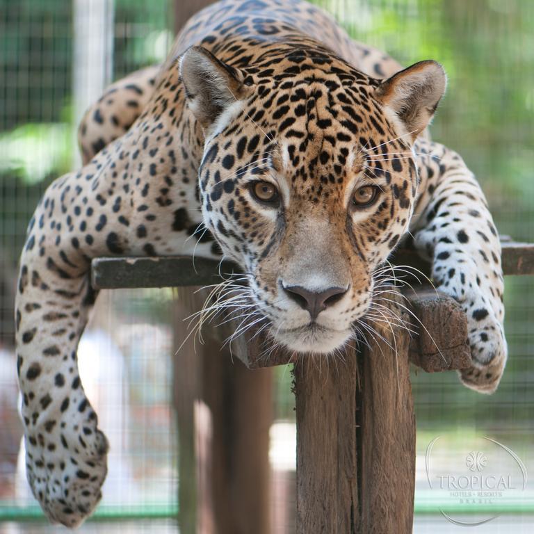 Hotel Tropical Манаус Екстер'єр фото Jaguar